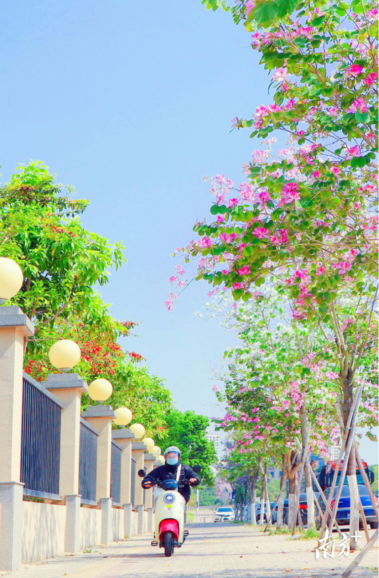 美成漫画的“春日花道”。 美成漫画的“春日花道”。