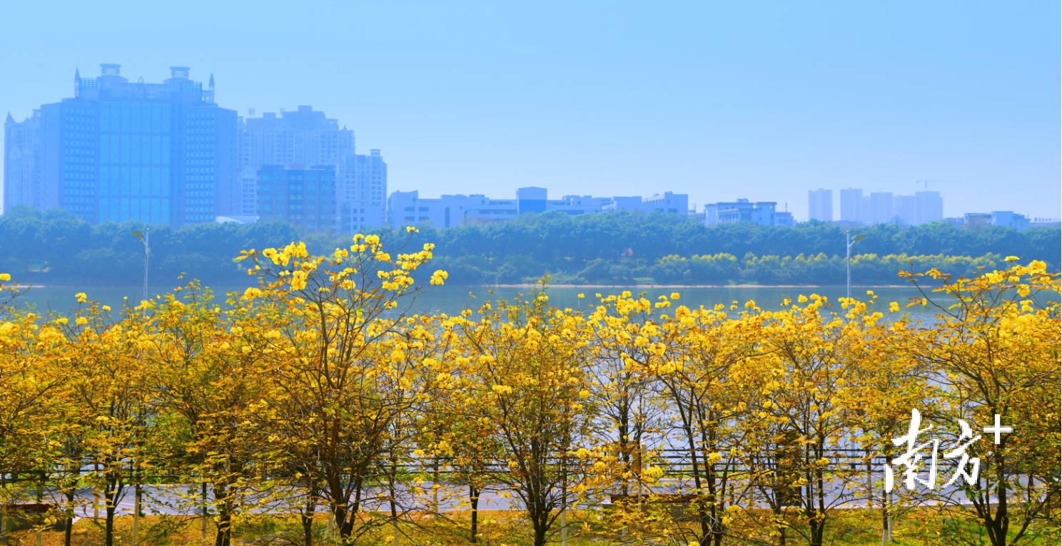 金沙湾公园的黄花风铃木林。 金沙湾公园的黄花风铃木林。