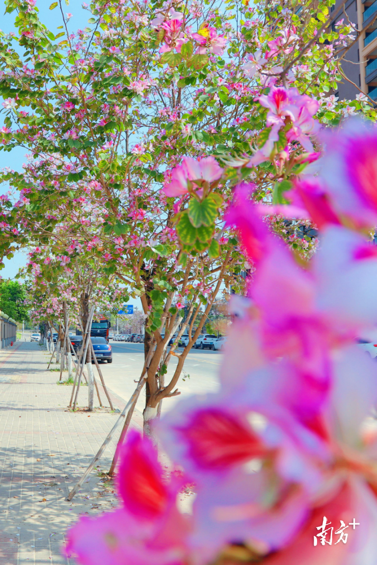 一路盛开的宫粉紫荆。 一路盛开的宫粉紫荆。