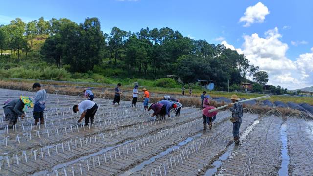 工作人员正向试验田撒播不同品种水稻种子。