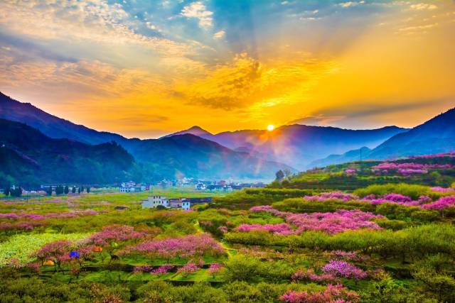 樂昌桃花,、李花、油菜花齊齊綻放,。