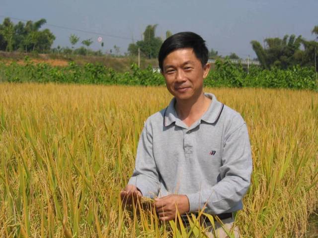 水稻育种专家陈建伟教授