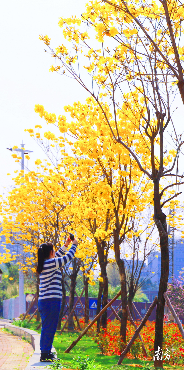 市民在黄花风铃木下打卡。 市民在黄花风铃木下打卡。