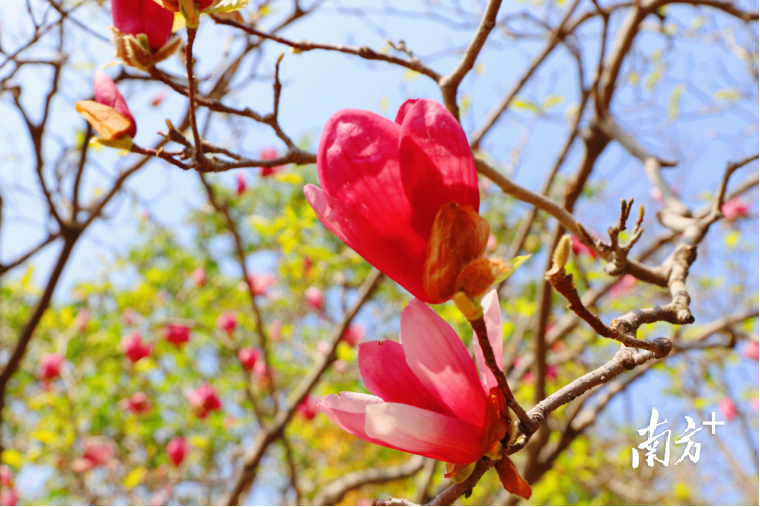 金沙湾公园徐徐绽放的朱砂玉兰。 金沙湾公园徐徐绽放的朱砂玉兰。