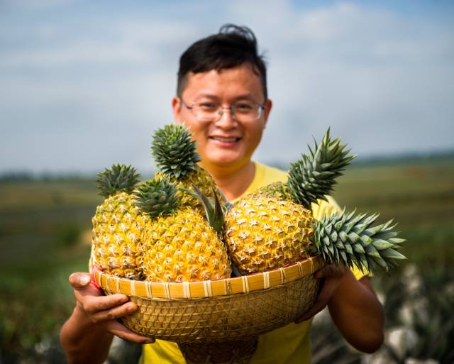 徐闻“菠萝的海”欢迎您。陈北跑摄