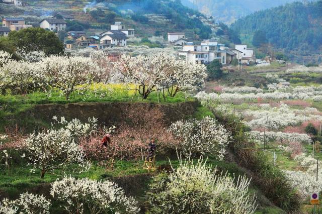 乐昌两江镇花海。