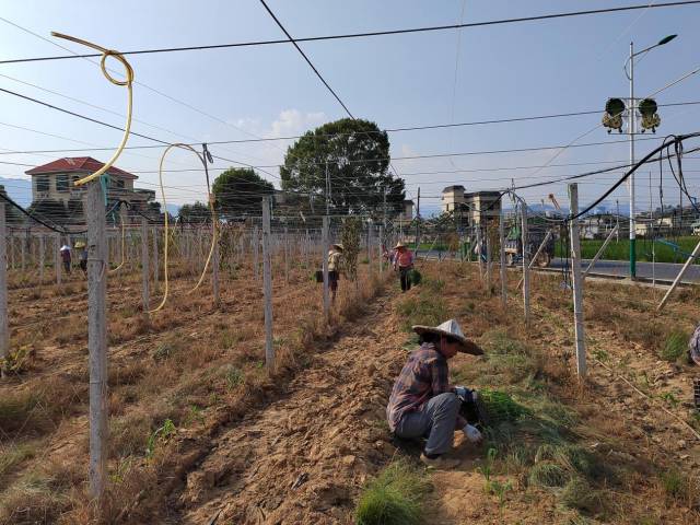 新丰县马头镇秀坑村的荒地变瓜棚，农户正把玉米苗种下。
