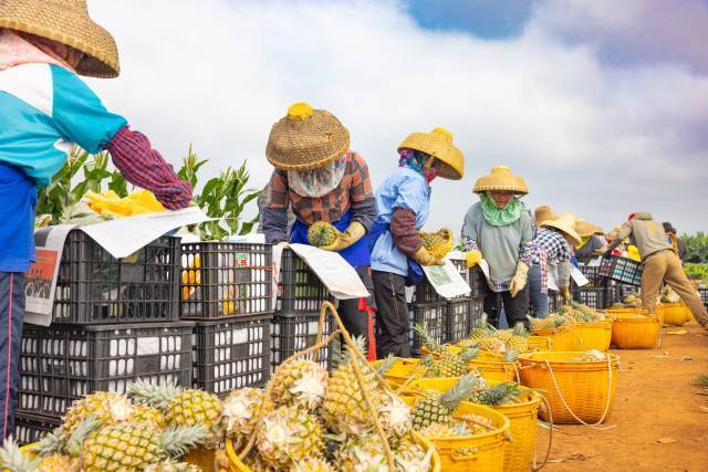 当前，广东菠萝即将大量上市。图为徐闻菠萝果农在忙碌采摘，蔡思宇摄
