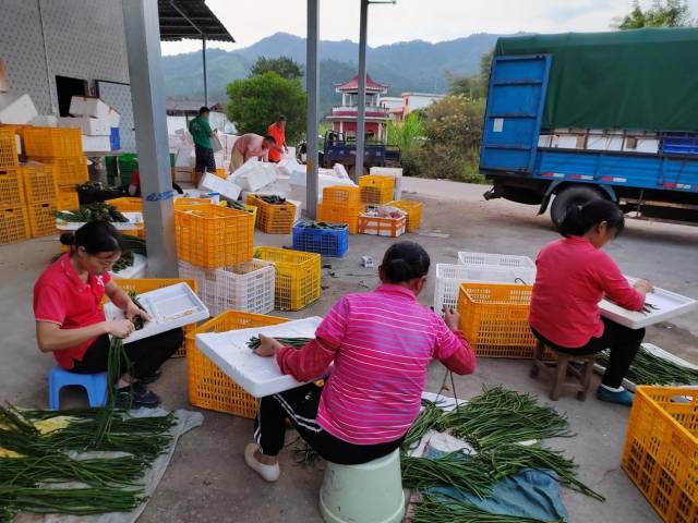 新丰县小正新绿源蔬菜专业合作社，农户正忙着打包瓜菜。