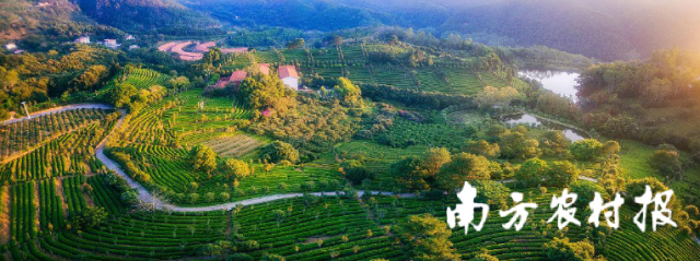 梅州·雁南飞茶田