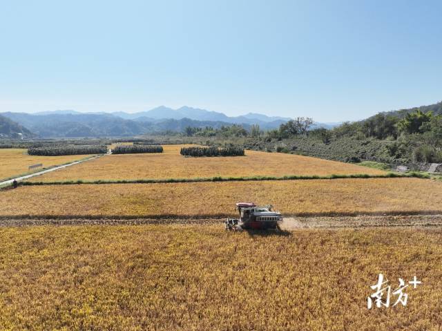 去年12月底，茶阳镇260亩优质丝苗米迎来丰收。余灏 摄