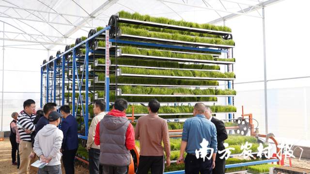 育秧大棚内的循环运动式育秧育苗设备吸引不少嘉宾参观询问