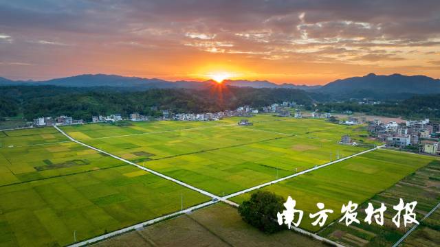 广东高标准农田渐渐由小变大、由弯变直、由陡变平