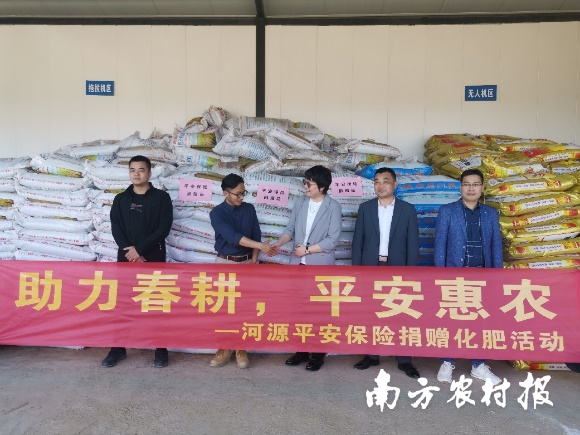 廣東平安產險河源向東源縣柳城鎮(zhèn)萬綠智慧農場捐贈肥料一批 