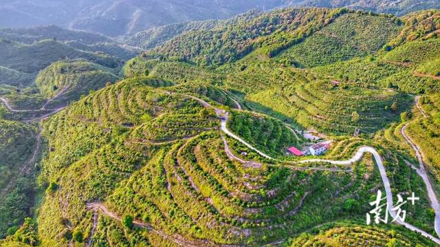 位于西河镇的油茶种植基地，油茶树，织成绿色地毯。受访者供图