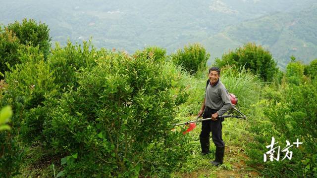 农民正给油茶树修枝整形、除草施肥。受访者供图