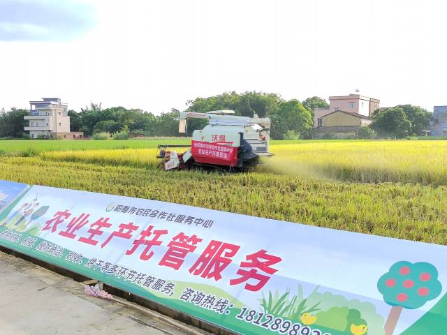 阳春市农民合作社服务中心开展农业生产托管服务