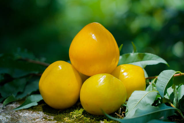 乐昌黄金柰李。