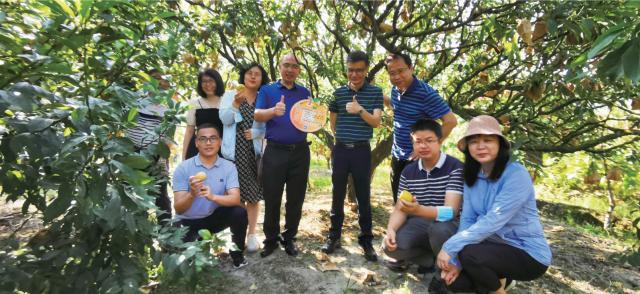 2022年“我在乐昌有棵黄金树”认养，认养者前来采摘。