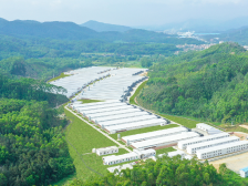 高质量 开新局 | 温氏股份：以强镇兴村富民产业推动乡村发展