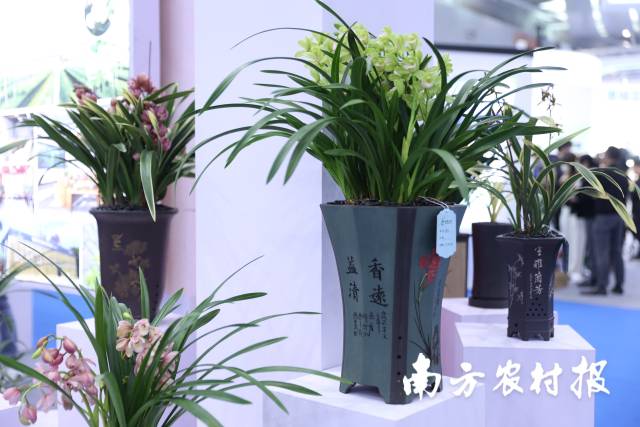 韶关翁源兰花。