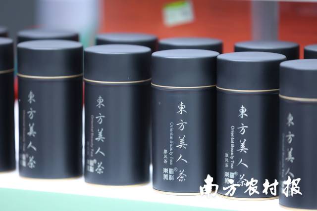 韶关乐昌茶制成的“东方美人”茶。