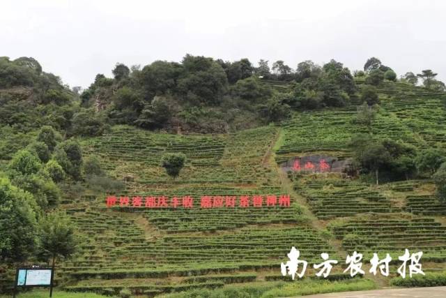 0  南方农村报 杨玲 拍摄