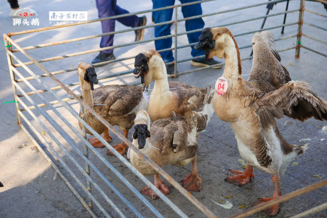 候选登场的澄海狮头鹅体态健硕