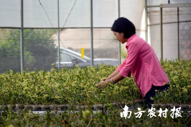 江门鹤山市宝润山有机农业科技有限公司总经理姚红英