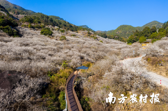 普宁善德梅海。 王晓钦 摄