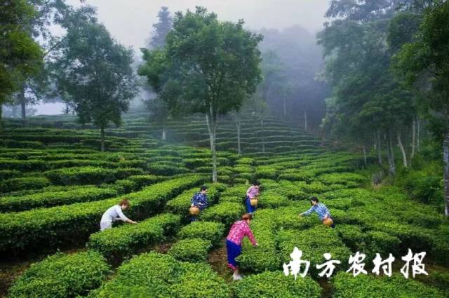 02  南方农村报 杨玲 拍摄