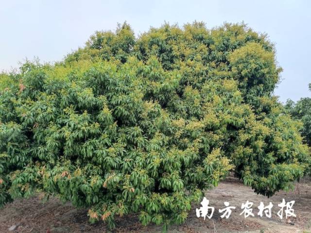 3月4日，茂南区金塘镇北面五联村，妃子笑、白糖罂、白蜡、黑叶、桂味等荔枝品种均长出花苞，其中妃子笑已开花。 卢荣文 供图