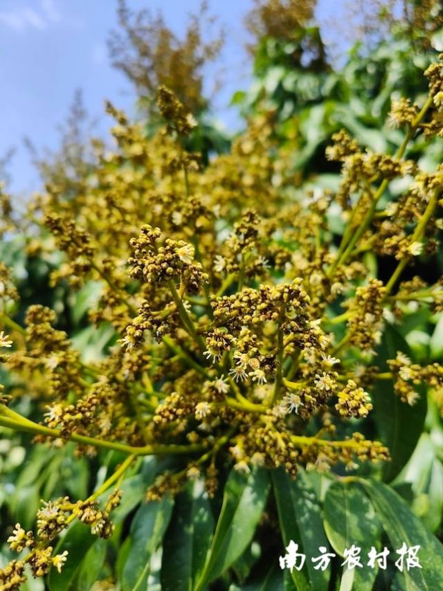 3月，电白区一果场的妃子笑荔枝，荔花初开。许厚金  摄