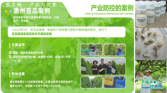 瓜实蝇绿色防控实例