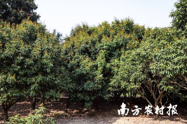 荔枝花含苞待放。