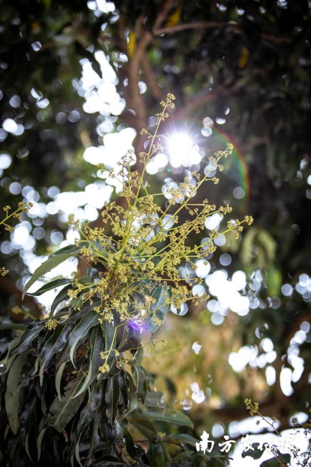 2月22日，高州市根子镇，荔枝花苞立枝头。