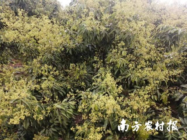 3月4日，茂南山阁竹山车田岭果场，桂味荔枝花满枝头。卢荣文 供图