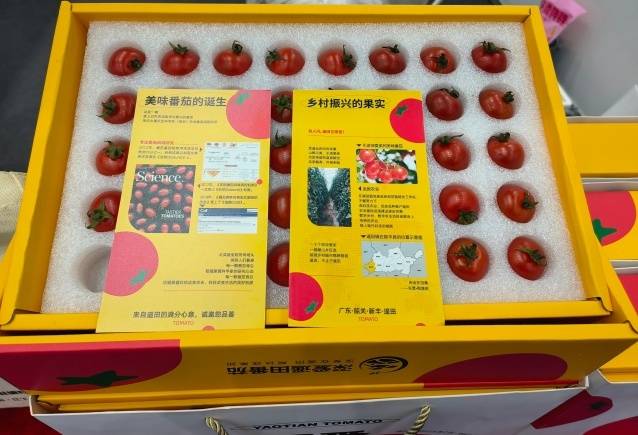 驻新丰遥田镇工作队带来的“遥田番茄”个头圆润、饱满多汁。