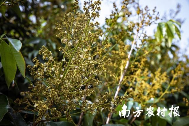 花蕊吐芳，荔枝花开。