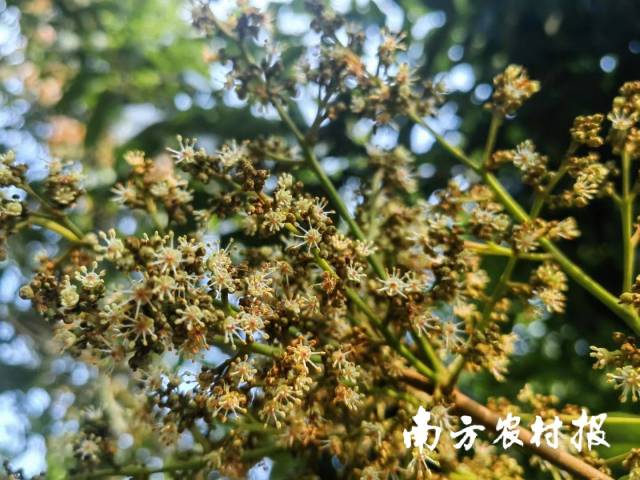 3月2日，高州市长坡镇，荔枝已进入盛花期。 朱倩莹 摄