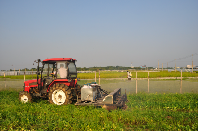 高温火焰处理后的第二天即可翻耕准备下茬播种