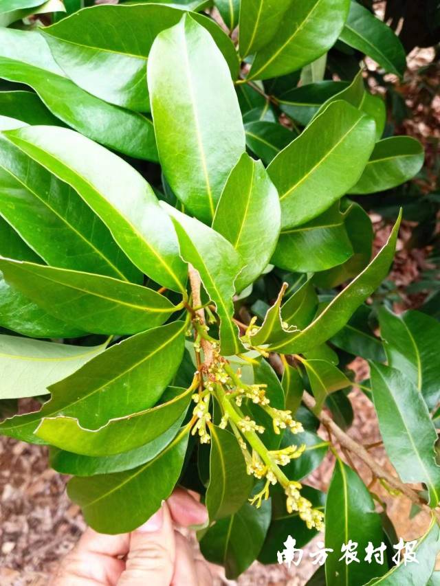 电白区一果场的仙进奉荔枝，正在积蓄能量。陆国伟 摄 