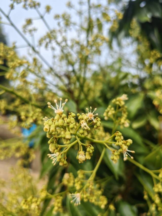 国家荔枝种质资源圃内，荔枝花初绽。 朱倩莹 摄