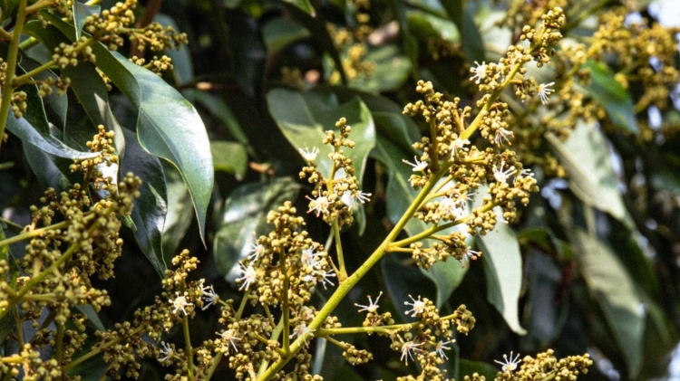 又是一年春好處，荔花遍野香茂名