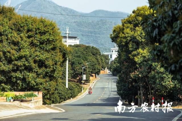 南方农村报 郑建斯 拍摄