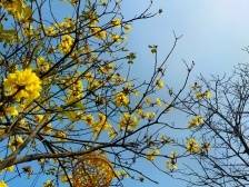 图集｜徜徉在花海中的绿美荔湾