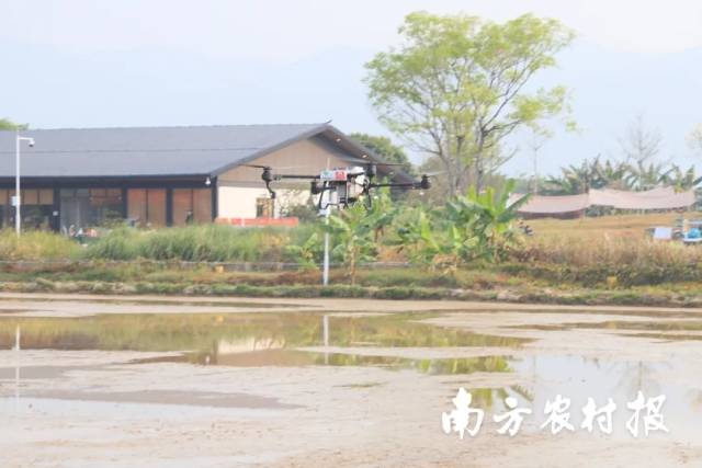无人机点射播种水稻 孙毅强/摄