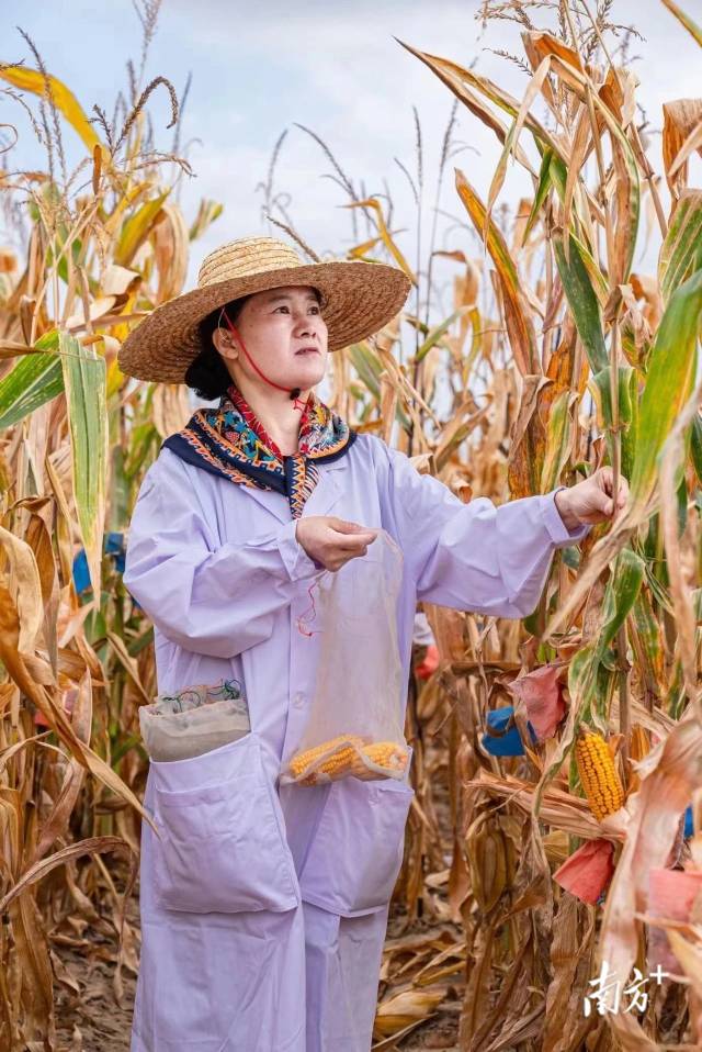 郑淑云在田间收获玉米。  受访者供图