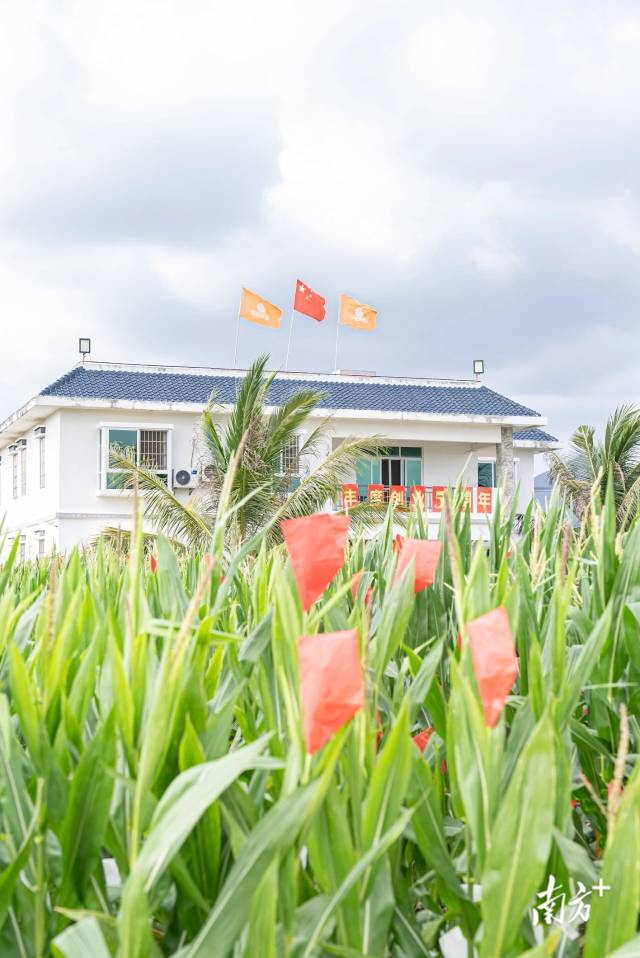 大北农丰度高科在海南三亚的南繁育种基地。  受访者供图