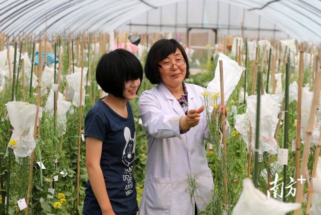 张凤兰在进行田间授粉工作